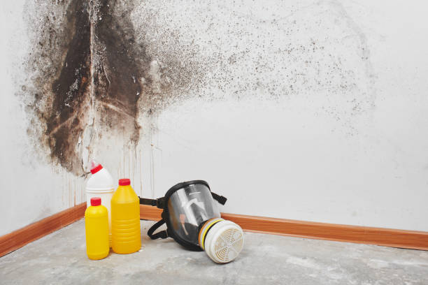 Best DIY Mold Remediation Support Services in Lake Leann, MI