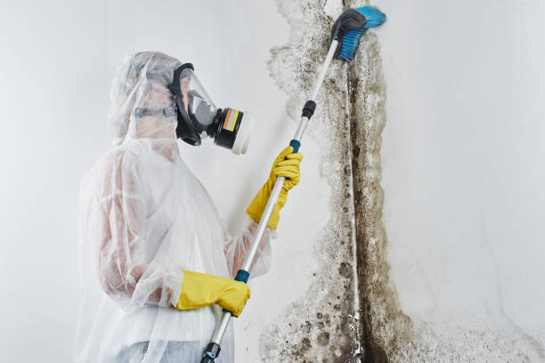 Professional Mold Remediation in Lake Leann, MI