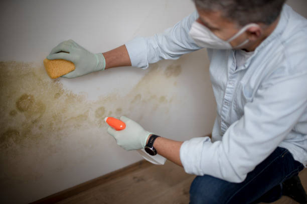 Best Residential Mold Remediation in Lake Leann, MI