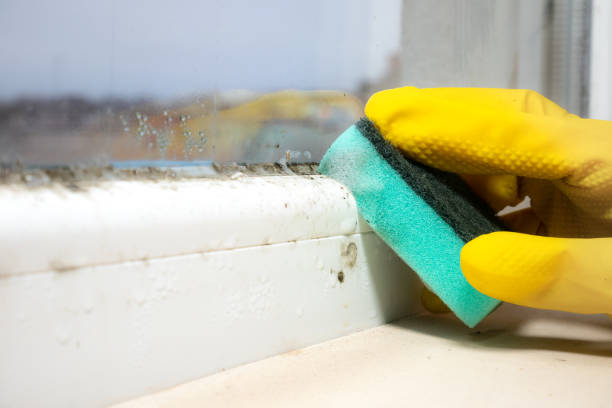 Best Kitchen Mold Remediation in Lake Leann, MI