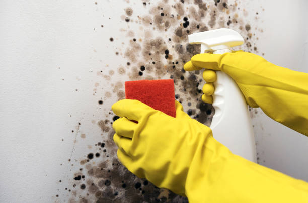 Best Black Mold Remediation in Lake Leann, MI
