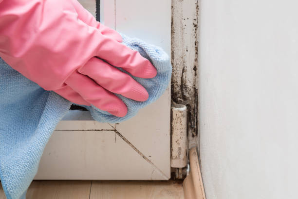 Best Bathroom Mold Remediation in Lake Leann, MI