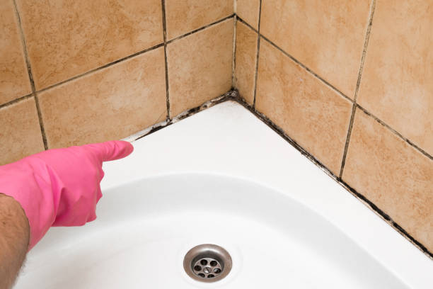 Best Residential Mold Remediation in Lake Leann, MI
